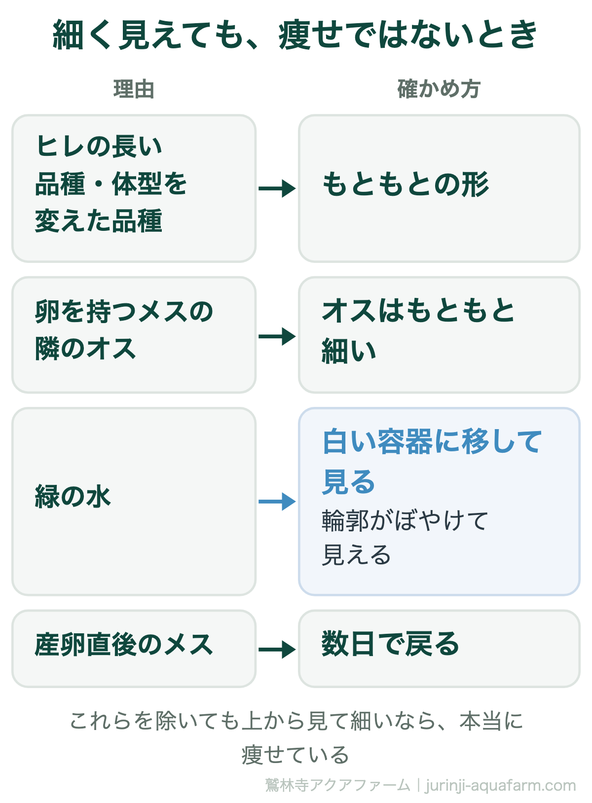 メダカが細く見えても痩せではないとき。ヒレの長い品種や体型を変えた品種はもともとの形、卵を持つメスの隣のオスはもともと細い、緑の水では輪郭がぼやけるので白い容器に移して見る、産卵直後のメスは数日で戻る