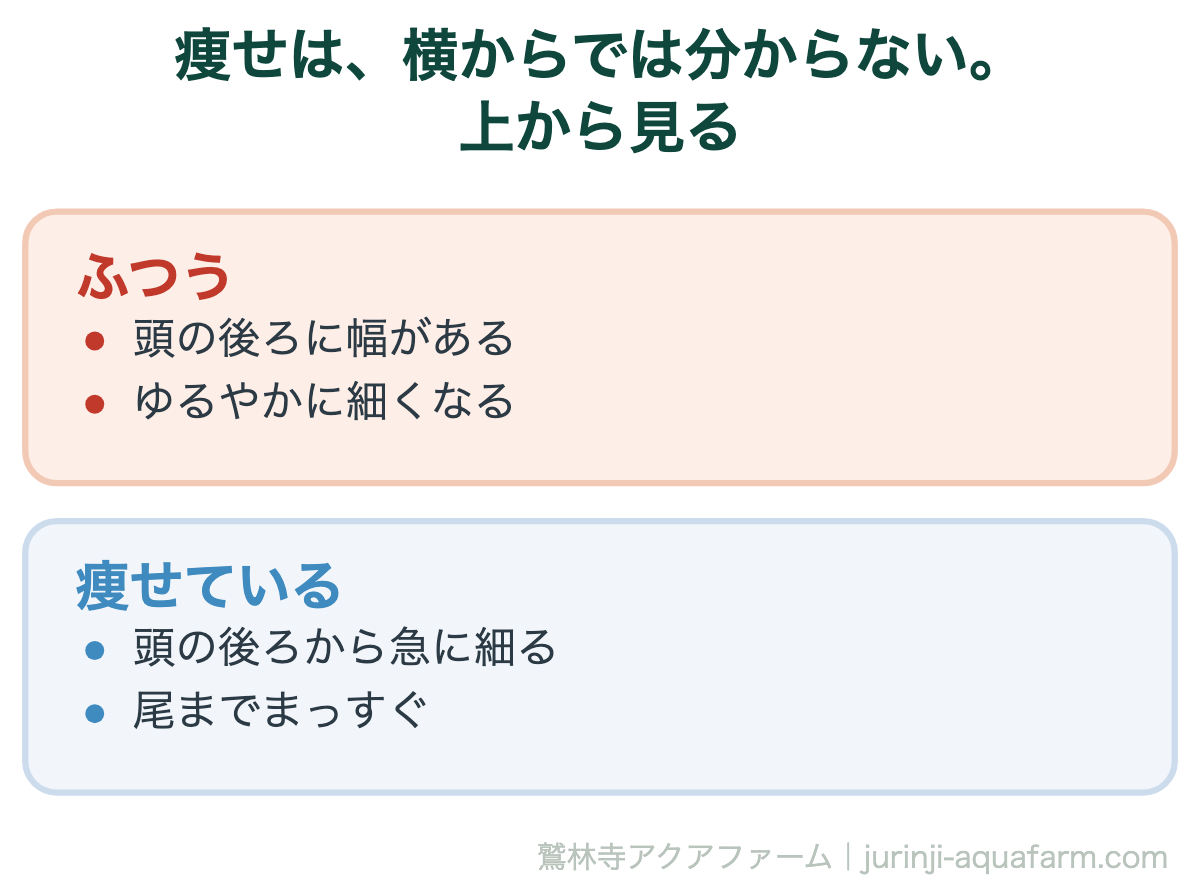 痩せたメダカを上から見分ける図。ふつうは頭の後ろに幅がありゆるやかに細くなる。痩せていると頭の後ろから急に細り尾までまっすぐ