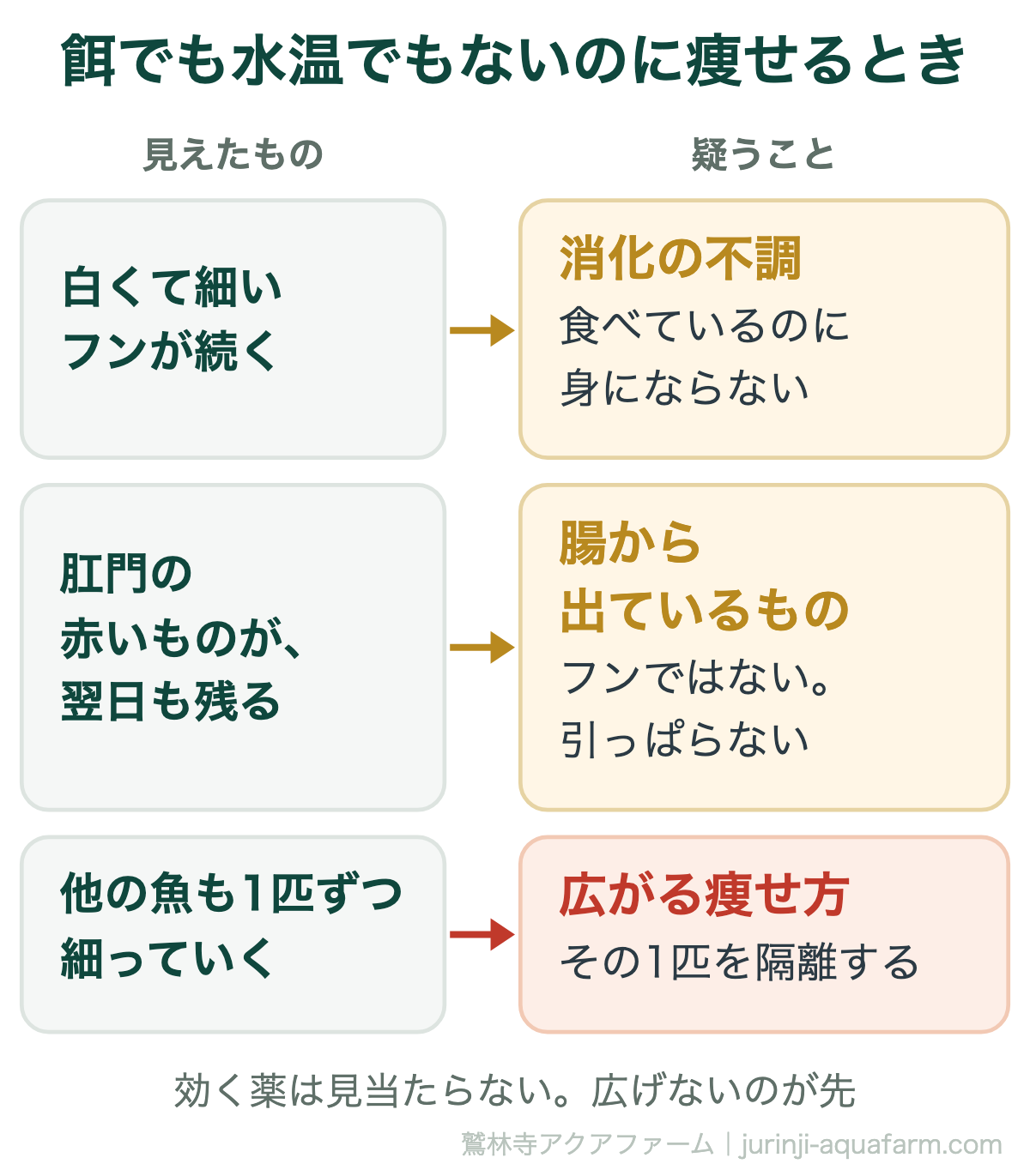 メダカが餌でも水温でもないのに痩せるときに疑う3つ。白くて細いフンが続くなら消化の不調、肛門から赤みのあるものが出て翌日も残るなら腸から出ているものでフンではなく引っぱらない、他の魚も1匹ずつ細っていくなら広がる痩せ方でその1匹を隔離する