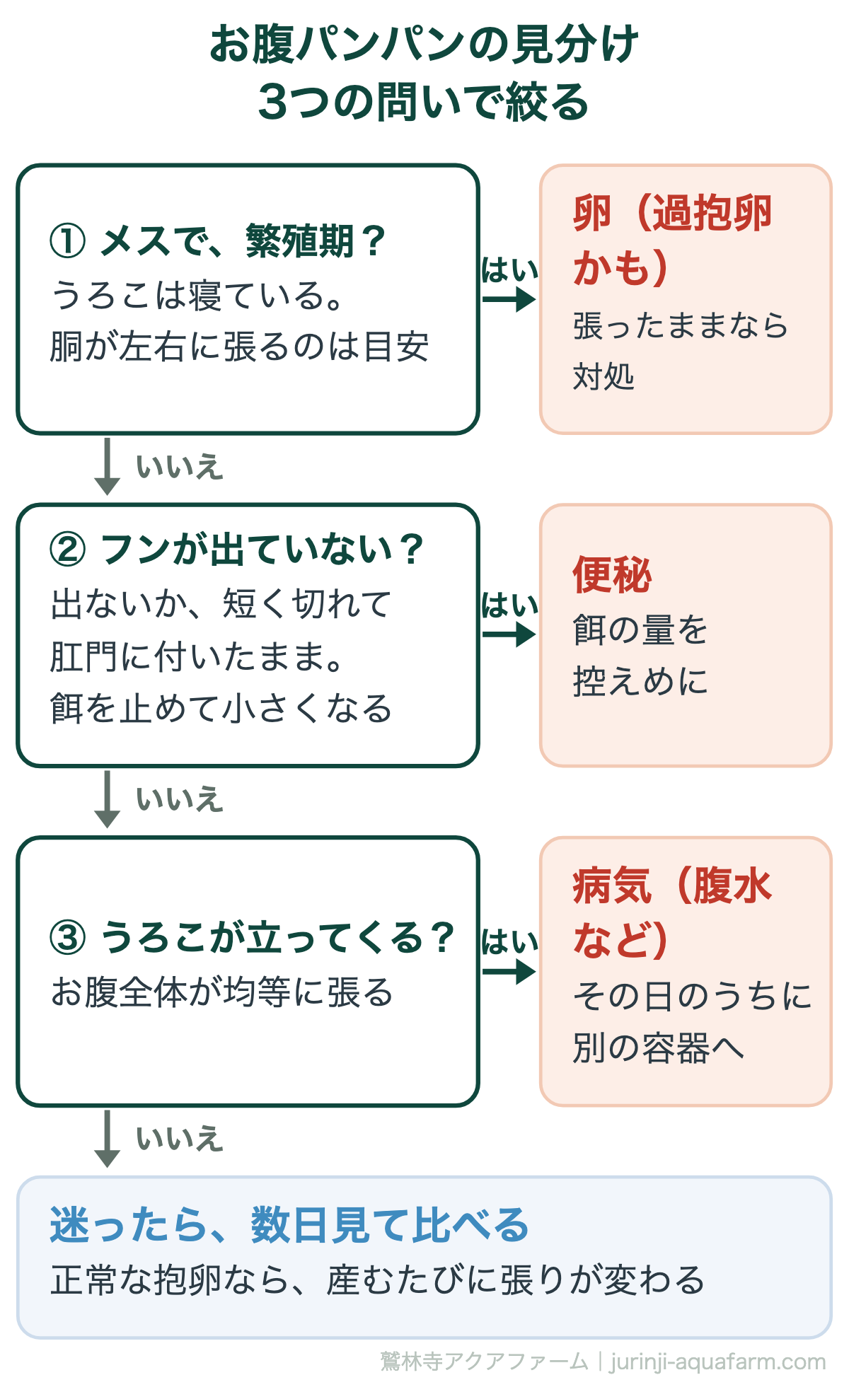 メダカのお腹が大きいパンパンのときの見分けの図。問い1メスで繁殖期で上から見て胴が左右に張り出すなら卵で過抱卵かもしれない。問い2フンが出ず餌を止めて小さくなるなら便秘。問い3お腹全体が張りうろこが立つなら腹水などの病気。迷ったら数日見て比べる