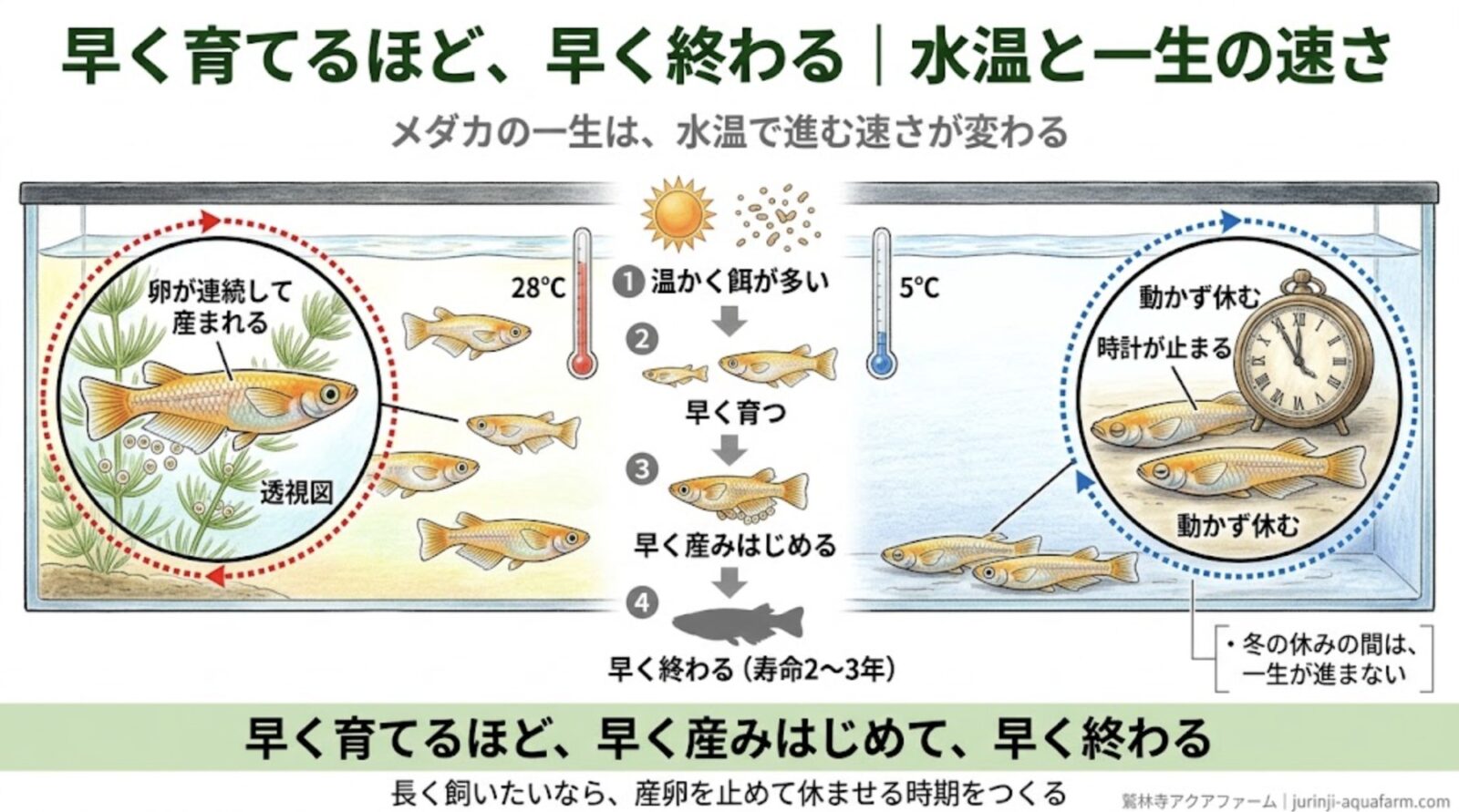 メダカが一生に産む卵の数と寿命の精密図解