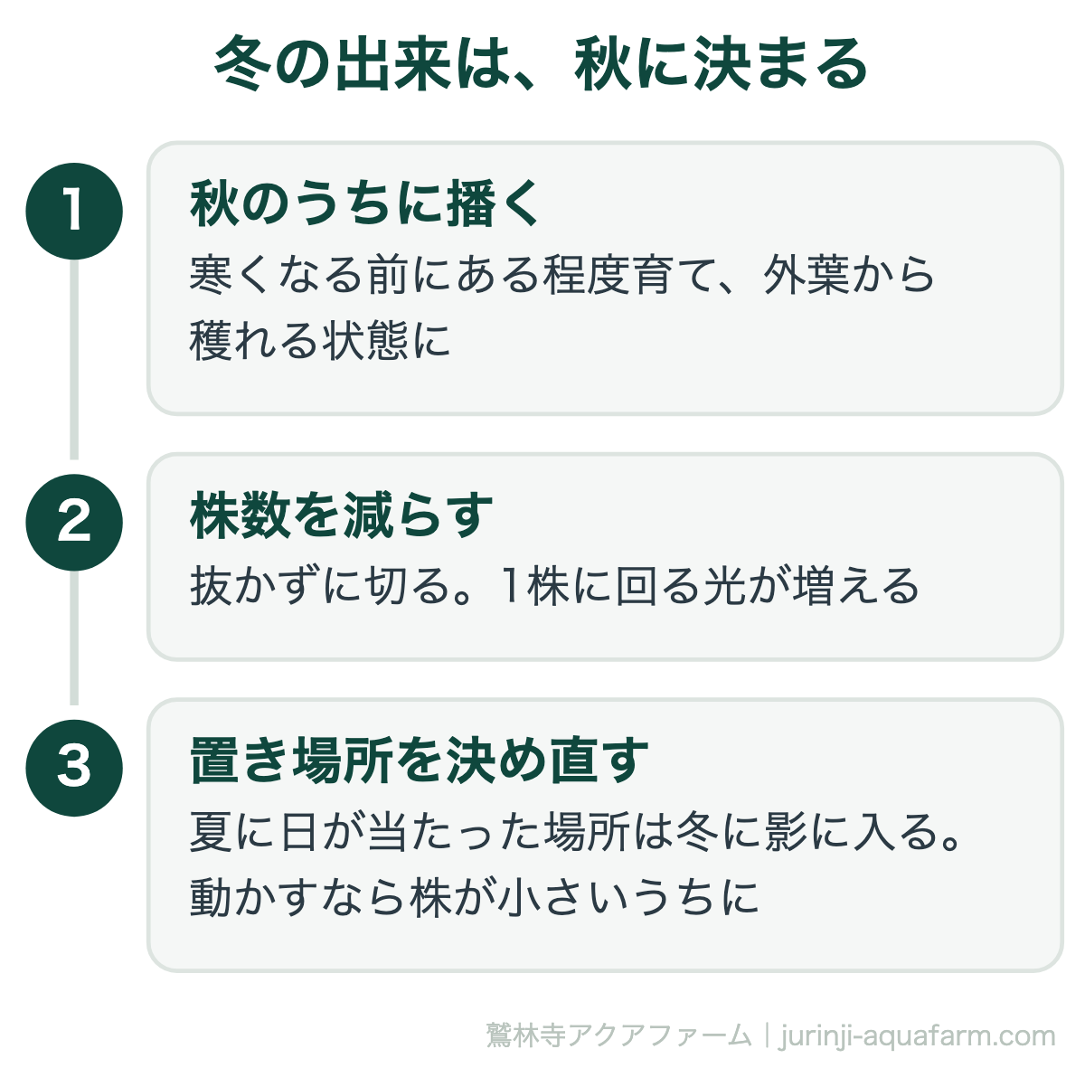 水耕栽培の冬の出来は秋に決まる。秋のうちに播いて寒くなる前にある程度育て外葉から穫れる状態にし、株数を抜かずに切って減らし、冬に影に入らない置き場所を株が小さいうちに決め直す