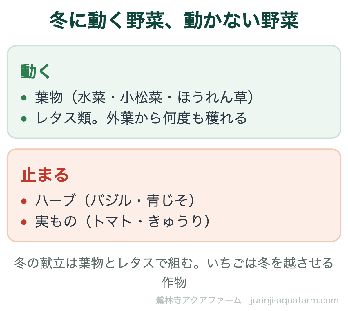 冬のアクアポニックス・水耕栽培で動く野菜は水菜・小松菜・ほうれん草などの葉物とレタス類、止まる野菜はバジルや青じそなどのハーブとトマトやきゅうりなどの実もの