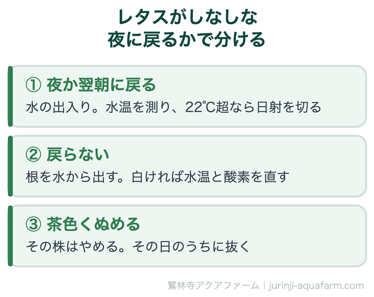 水耕レタスがしなしなになったときの分け方の図。1夜か翌朝に戻るなら水の出入りの問題で、水温を測り22℃を超えるなら日射を切る。2戻らないなら根を水から出し、白ければ水温と酸素を直す。3根が茶色くぬめるならその株はやめて、その日のうちに抜く