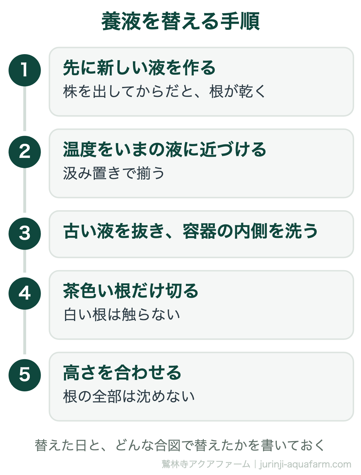 水耕栽培の養液を替える手順。先に新しい液を作って温度をいまの液に近づけ、古い液を抜いて容器の内側を洗い、茶色い根だけ切り、高さを合わせて根の全部は沈めない。替えた日と合図を書いておく