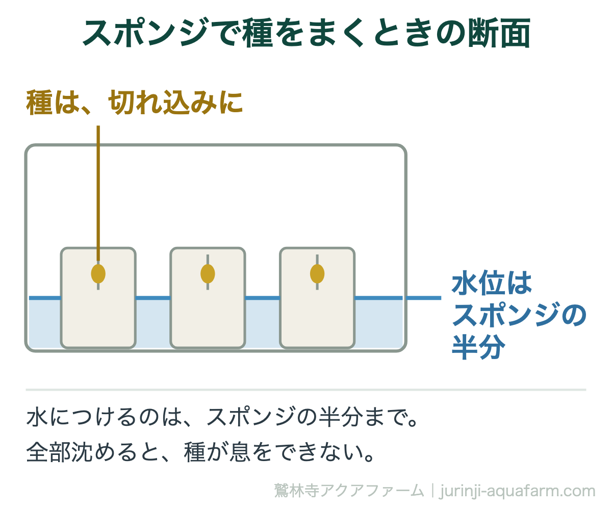 スポンジで種をまくときの断面図。水位はスポンジの半分まで。種はスポンジの切れ込みに入れる