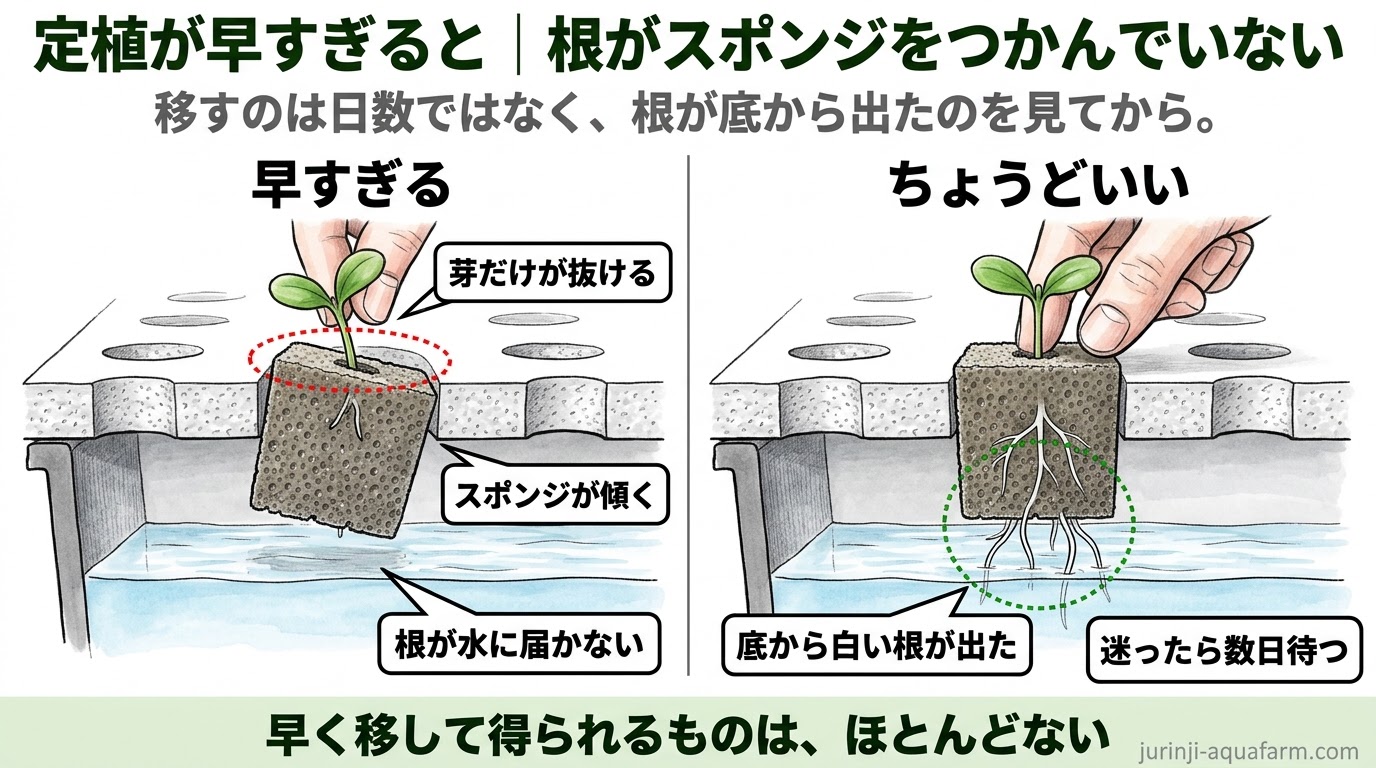定植が早すぎるときの精密図。根がスポンジをつかんでいないと芽だけが抜け、スポンジが傾き、根が水に届かない。底から白い根が出てから移し、迷ったら数日待つ