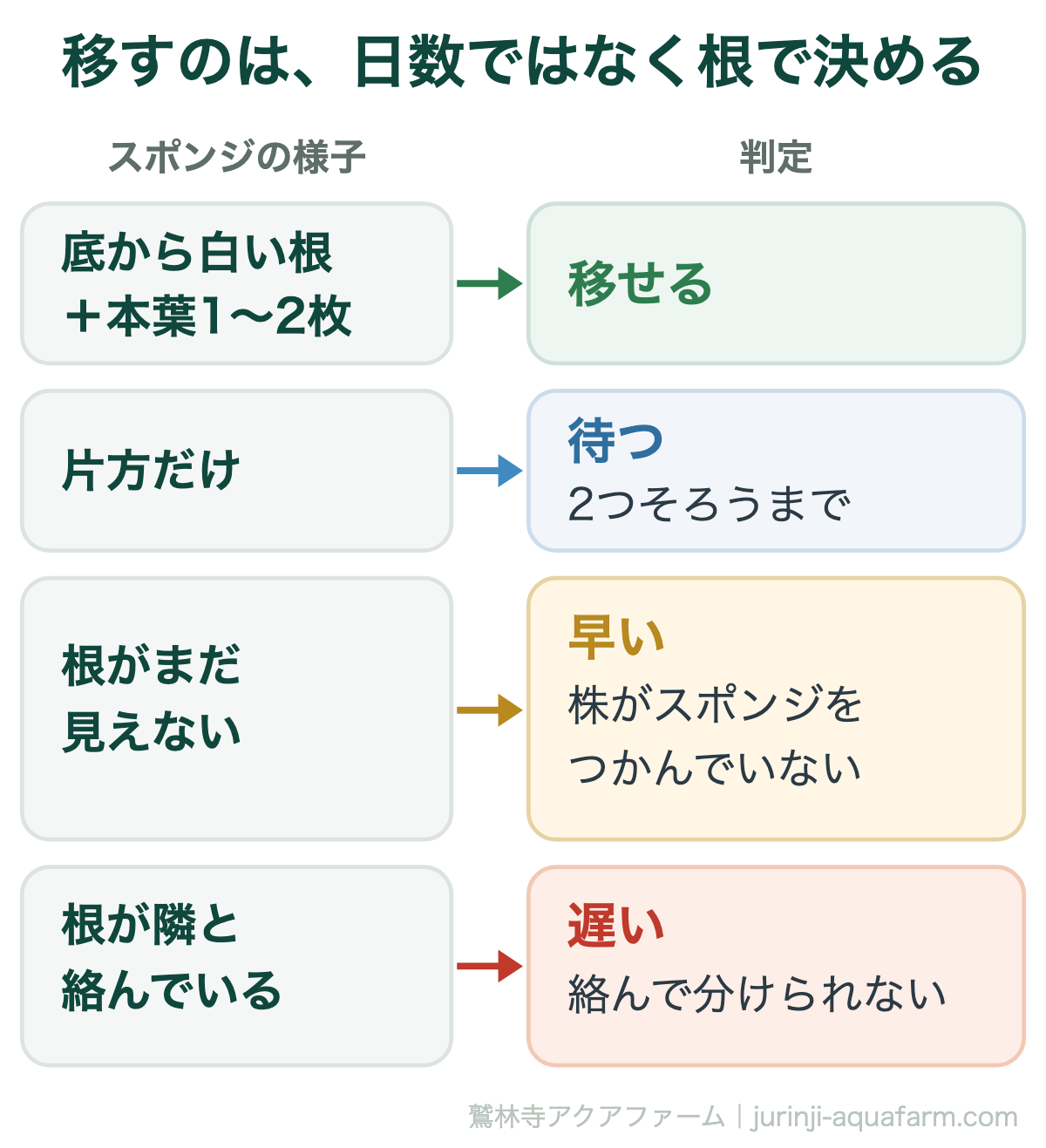 水耕栽培の苗を移すタイミングを根で決める図。スポンジの底から白い根が出て本葉が1〜2枚ならば移せる。片方だけなら2つそろうまで待つ。根がまだ見えないなら早く株がスポンジをつかんでいない。根が隣と絡んでいたら遅く分けられない