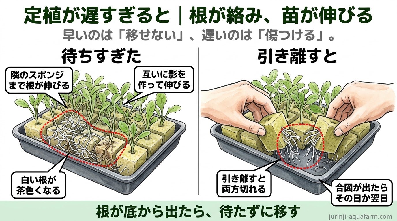 定植が遅すぎるときの精密図。隣のスポンジまで根が伸びて絡み、互いに影を作って伸び、白い根が茶色くなる。引き離すと両方の根が切れる。合図が出たらその日か翌日に移す
