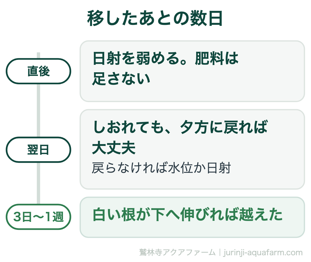 水耕栽培で定植したあとの数日。直後は日射を弱めて肥料は足さない。翌日しおれても夕方に戻れば大丈夫で、戻らなければ水位か日射。3日から1週間で白い根が下へ伸びれば越えた