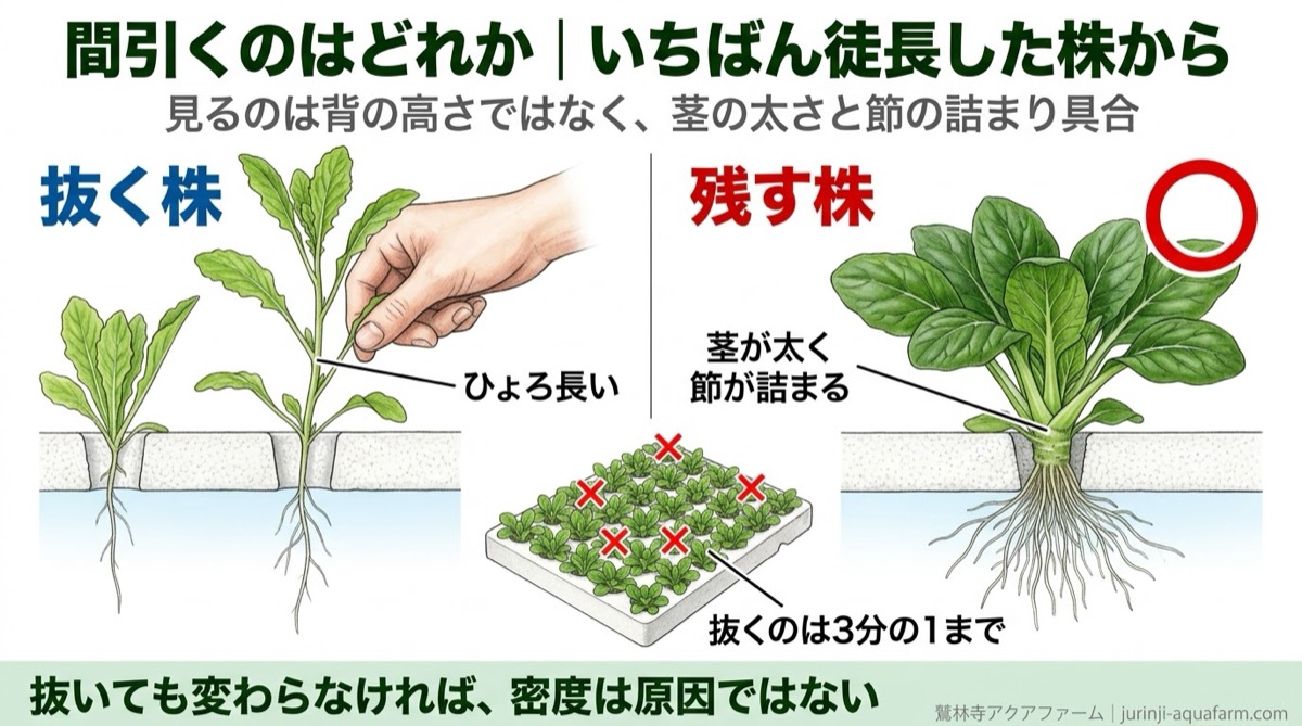 水耕栽培で間引く株を見分ける精密図解。抜くのは茎が細くひょろ長い株、残すのは背が低くても茎が太く節が詰まった株。抜くのは一度に3分の1まで
