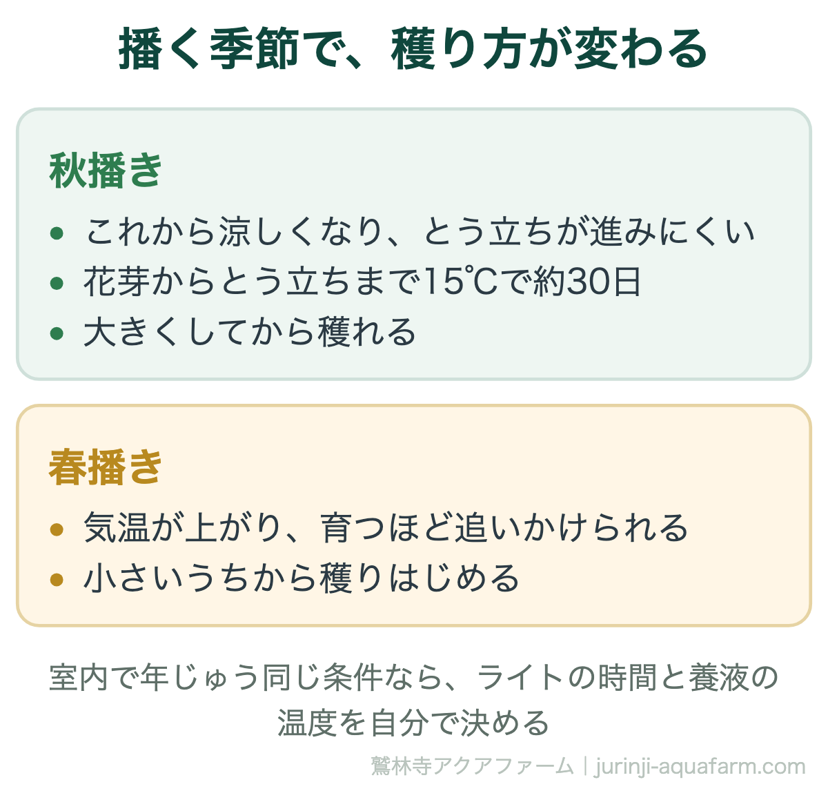 水耕栽培のとう立ちは播く季節で穫り方が変わる。秋播きはこれから涼しくなり、花芽からとう立ちまで15℃で約30日なので大きくしてから穫れる。春播きは気温が上がり育つほど追いかけられるので小さいうちから穫りはじめる