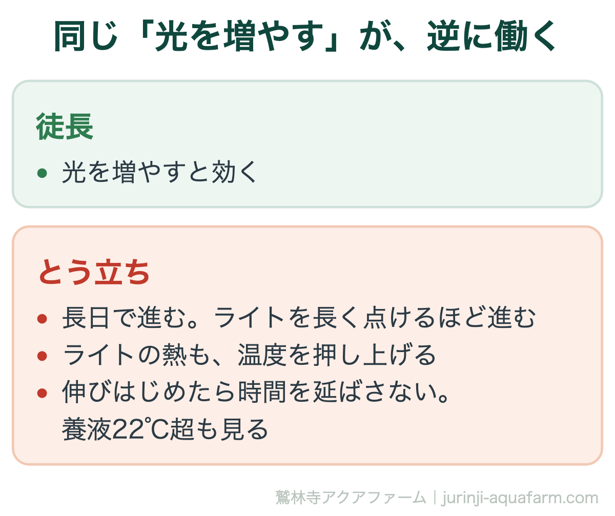 水耕栽培で同じ光を増やすが逆に働く。徒長には光を増やすと効くが、とう立ちは長日で進むのでライトを長く点けるほど進み、ライトの熱も温度を押し上げる。伸びはじめたら時間を延ばさず、養液22℃超も見る