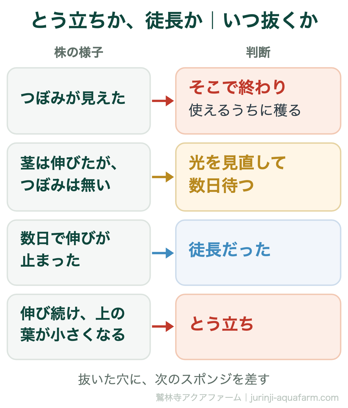 水耕栽培のとう立ちでいつ抜くかの判断。つぼみが見えたらそこで終わりで使えるうちに穫る。茎は伸びたがつぼみが無いなら光を見直して数日待ち、止まれば徒長、伸び続けて上の葉が小さくなればとう立ち。抜いた穴には次のスポンジを差す