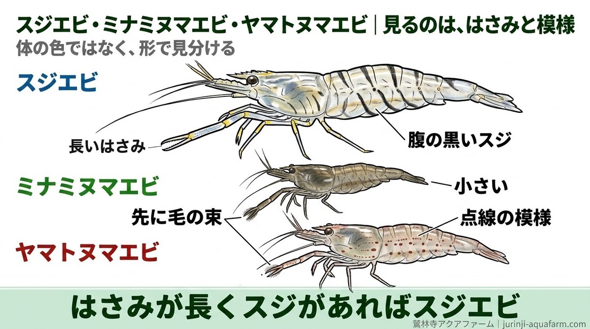 スジエビ・ミナミヌマエビ・ヤマトヌマエビを同じ向きと縮尺で並べた精密図解。スジエビは長いはさみと腹の黒いスジ、ミナミは小さく、ヤマトは体の横に点線の模様。ミナミとヤマトのはさみは先に毛の束