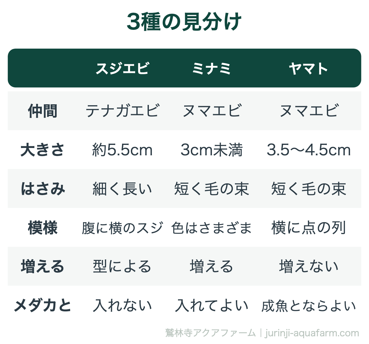 スジエビ・ミナミヌマエビ・ヤマトヌマエビの見分けの表。スジエビはテナガエビの仲間で約5.5cm、はさみが細く長く腹に横のスジ。ミナミはヌマエビの仲間で3cm未満、はさみは短く毛の束で淡水の容器で増える。ヤマトは3.5〜4.5cmで横に点の列があり淡水では増えない