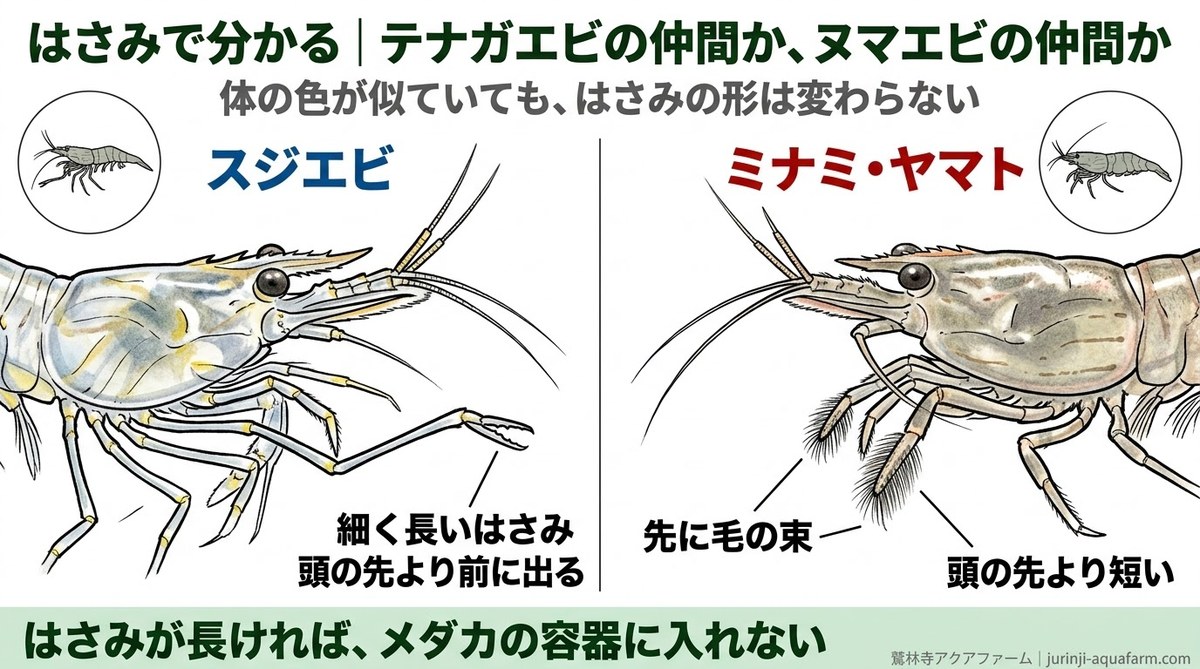 スジエビとミナミヌマエビ・ヤマトヌマエビのはさみを拡大して比べた精密図解。スジエビは細く長いはさみが頭の先より前に出る。ヌマエビの仲間ははさみの先に毛の束があり頭の先より短い