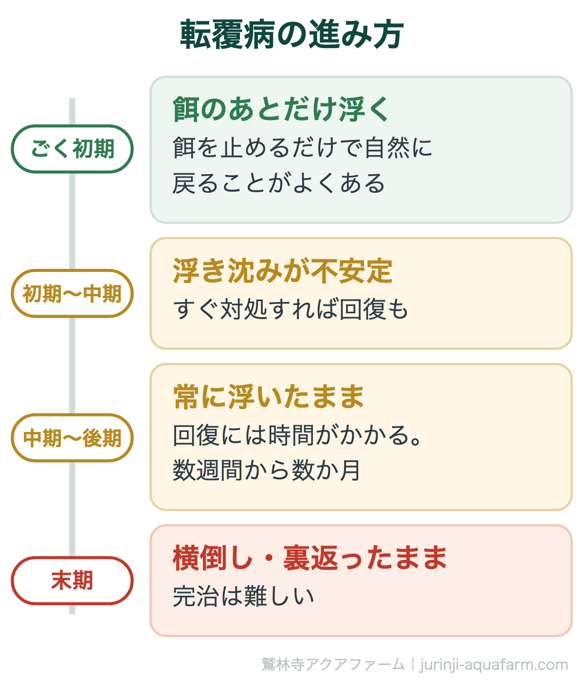 金魚の転覆病の進み方。餌のあとだけ浮く、浮き沈みが不安定、常に浮いたまま、横倒し・裏返ったままの4段階。初期なら回復する例が多く、末期は完治が難しい