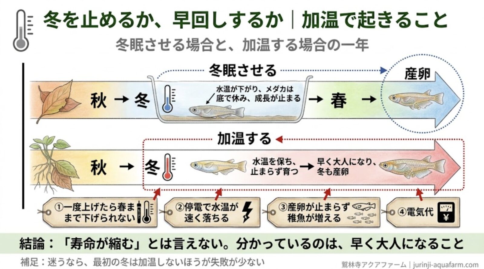 メダカを冬眠させない場合の加温の影響の精密図解